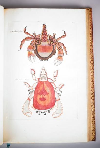 RENARD (Louis) Poissons, ecrevisses et crabes, de diverses couleurs et figures extraordinaires...
