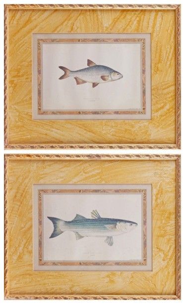 null DEUX REPRODUCTIONS en couleur de poissons «Pomeranian Bream» et «Lesser Grey...