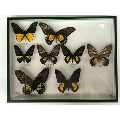 null 8 Butterflies from Malaysia and the Philippines in a box. H.40 L.50.