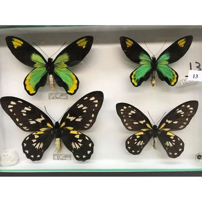null Box of 4 butterflies Florida Islands and Guadalcanal. H.26 L.39.