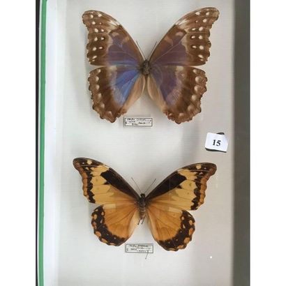 null Box of 2 beautiful butterflies, one from Peru and one from Brazil. H.26 L.3...