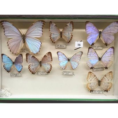 null Box of 8 butterflies mainly Brazil and Peru. H.26 L.39.