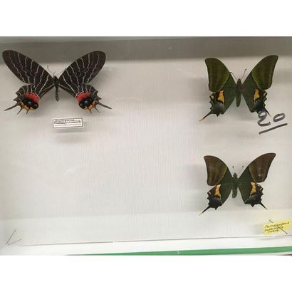 null Box of 3 butterflies including 1 Indian. H.26 L.39.
