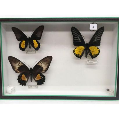 null Box of 3 butterflies mainly from Indonesian Islands. H.26 L.40.