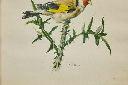 null Ornithological engraving in color showing a bird on its branch, signed A. MARLIN,...