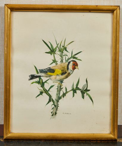null Gravure ornithologique en couleur figurant un oiseau sur sa branche, signée...
