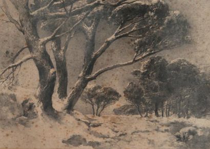 Joseph COLLA (1841-?) Paysage aux grands arbres. Fusain. Signé en bas à droite. 60...
