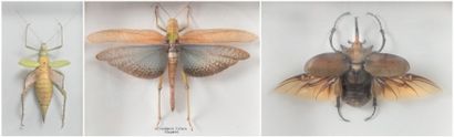 null Heteropteryx Dilata, Malaisie; Megasoma Elephas, Mexique; tropidacris Collaris,...