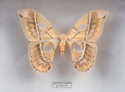 null Rotchildia Hesperus femelle, Bolivie Un spécimen dans une boîte. 20 x 26 cm...
