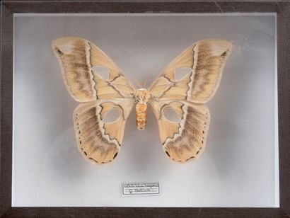 null Rotchildia Hesperus femelle, Bolivie Un spécimen dans une boîte. 20 x 26 cm...