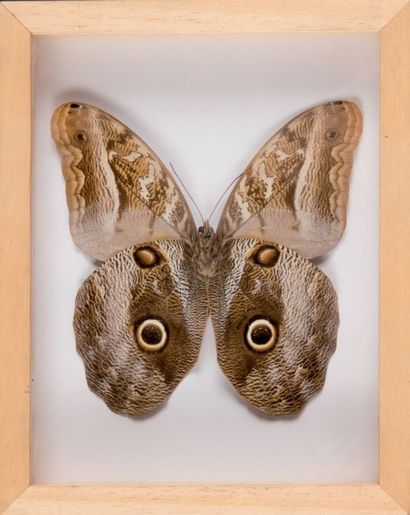 null Caligo de Bolivie dit «Papillon chouette» Un spécimen encadré. 20 x 16 cm.