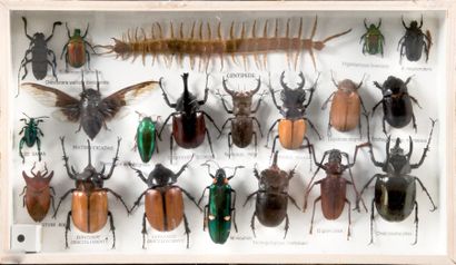 null Collection de papillons et insectes. Dans divers boîtes. H.: 16 à 26 cm.