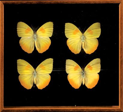 null Collection de papillons et insectes. Dans divers boîtes. H.: 16 à 26 cm.