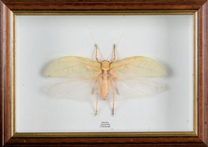 null Sauterelle Sasima, Thailande Un spécimen encadré. 24,5 x 34 cm.