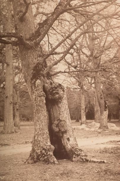 null Charles FAMIN (1827-1888)

Etude d’arbres à Fontainebleau. c.1870

Tirage albuminé...
