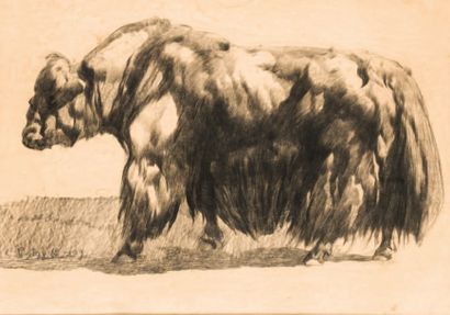 Paul P. JOUVE (1880-1973) Yack. Dessin. 43 x 60 cm.