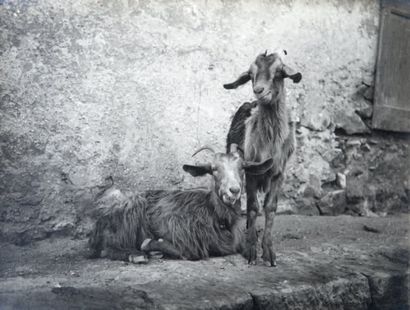 J.P. ANASTAY - Etudes de chèvres 1900-1904 Ensemble de 6 épreuves sur papier argentique....