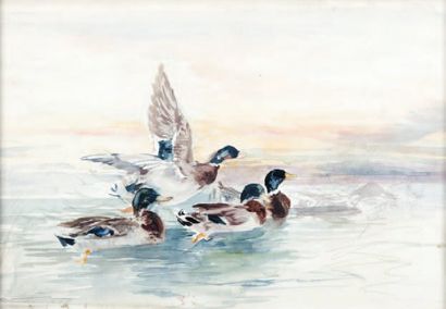 Joseph CABASSON (1841-1920) Les canards. Aquarelle. Signée en bas à gauche. 44 x...