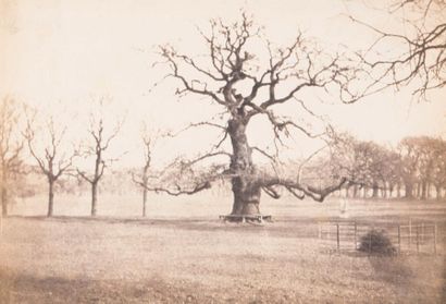 ARTHUR JAMES MELUISH Vieil arbre cerclé d’un banc, c. 1850 

Tirage sur papier salé...