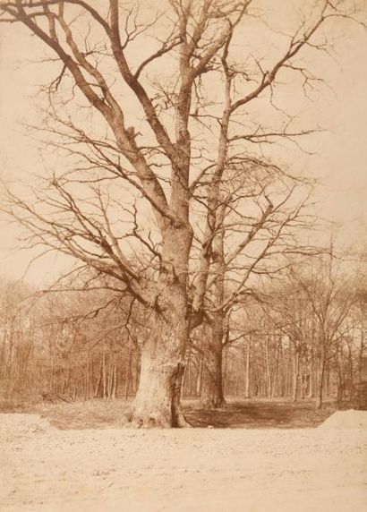 Olympe Aguado (1827-1894) Etude d’arbres (chênes au bois de Boulogne ?), c.1855 

Tirage...