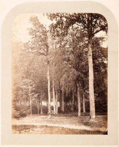 ADOLPHE NEYT (1830-1892) Sous bois à Merlebeke-Les Gand, c.1860 

Tirage albuminé...