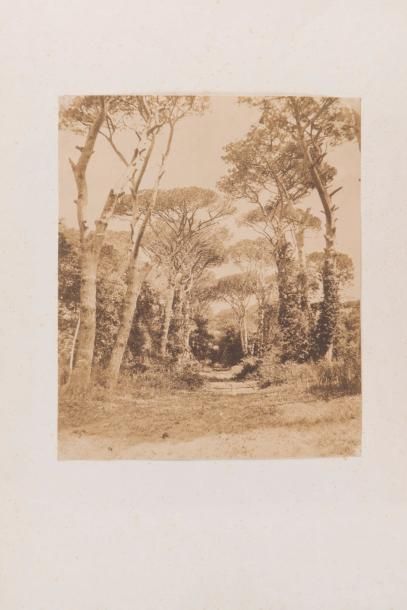 Giacomo Caneva (1813-1865) Pins maritimes, Castel Fusano, c.1850 

Tirage sur papier...