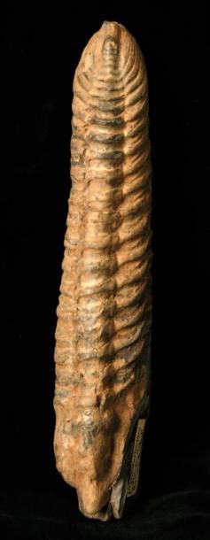 null NEUSERITUS TRISTANI Ordovicien. Bretagne. H.: 15 cm. «Le fossile renferme le...