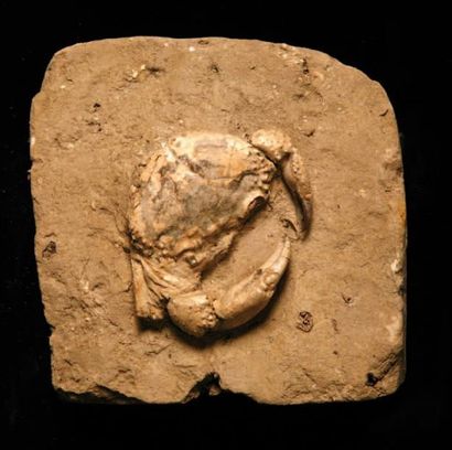 null CRABE ERIPHIA Pliocene de Balcaunesi. Italie. L.: 7,5 cm.