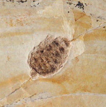 null RARE PINUS COQUENDI (POMME DE PIN) Oligocène (30 millions d'années env.). Platrières...