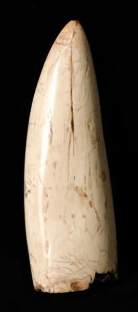 null DENT DE SPINOSAURUS EN IVOIRE FOSSILISE La préservation de cet ivoire datant...