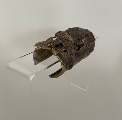 null CHRISTIANE BILLET Large crocodile cuff in patinated bronze. 13cm x 6cm