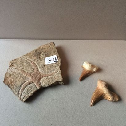 null Dents de requin fossile

Crétacé, environ 80 millions d'années. Kourigbha. Maroc.

Et...