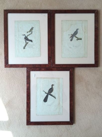 null MARTINET 

Suite de 7 gravures d'oiseaux en couleurs

21 x 14 cm
