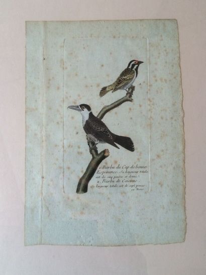 null MARTINET 

Suite de 7 gravures d'oiseaux en couleurs

21 x 14 cm