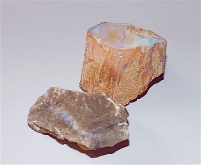 null Deux opales dont un fragment d’arbre fossile transformé en opale noble gemme....