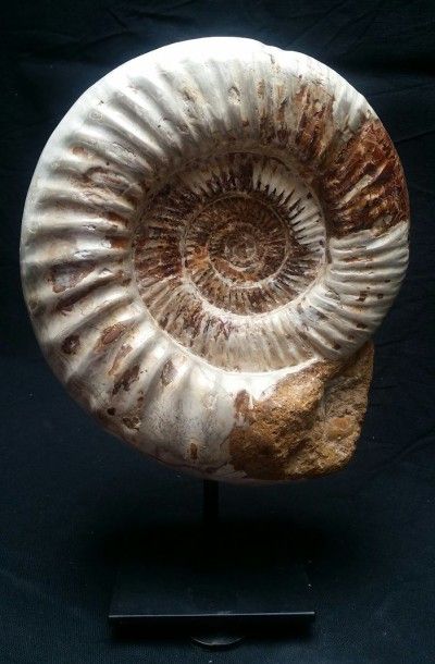 null Belle ammonite Cranosphinctes opalisé.Oxfordier Jurassique. H : 28 cm