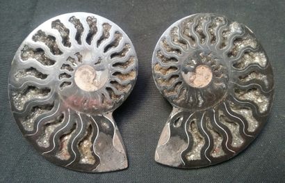 null Ammonite sciée de très belle fossilisation noire.Cleoniceras, Crétacé, Albien,...