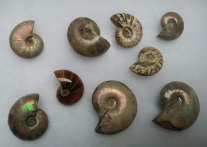 null Ammonites et nautiles nacrés opalisés.L :25 à 40mm. Albien. Madagascar.