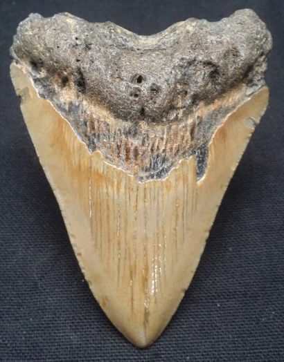 null Très belle dent de requin géant fosssile Carcharodon megalodon. L : 9cm.