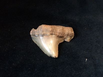 null Dent de requin blanc géant fossile, Carcharodon. Certains pouvaient atteindre...
