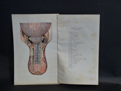 null Planche anatomique : Les organes génitaux masculins.

Planche en relief, complète...