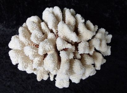 null Beau spécimen de Corail Brownstem Coral (II/B), CITES IT/IM/2014/MCE/079, île...