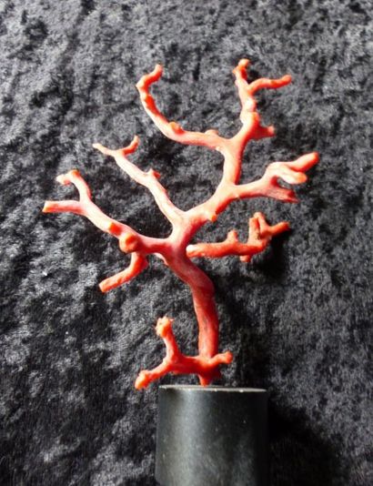 null NON VENU
Branche de corail rouge (NR) montée sur socle acier, hauteur : 15 cm,...