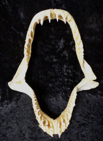 null Exceptionnelle mâchoire de Requin mako (NR) de belle dimension 32cm, idéal cabinet...