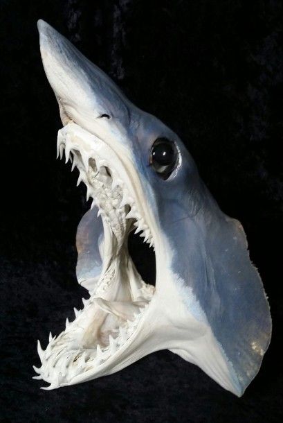 null Requin mako (NR) : tête ayant subi une dessication à base de produit conservateur,...