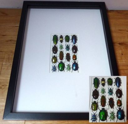 null Bel ensemble de 16 insectes coléoptères avec beaux coloris métallisés présentés...
