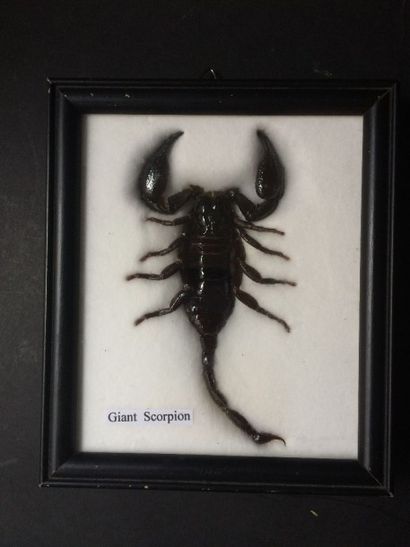 null Scorpion géant (NR) de Malaisie présenté sous cadre vitré, belle pièce déco...