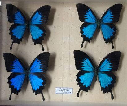 null Ensemble de 4 lépidoptères Papilio ulysses (NR) collectés en Indonésie