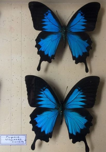 null Ensemble de 4 lépidoptères Papilio ulysses (NR) collectés en Indonésie