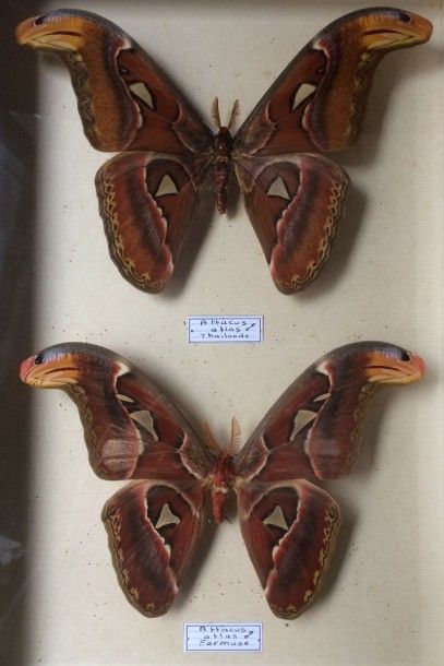 null Ensemble de 2 lépidoptères Attacus atlas mâle (NR), provenance Taïwan (Thaï...
